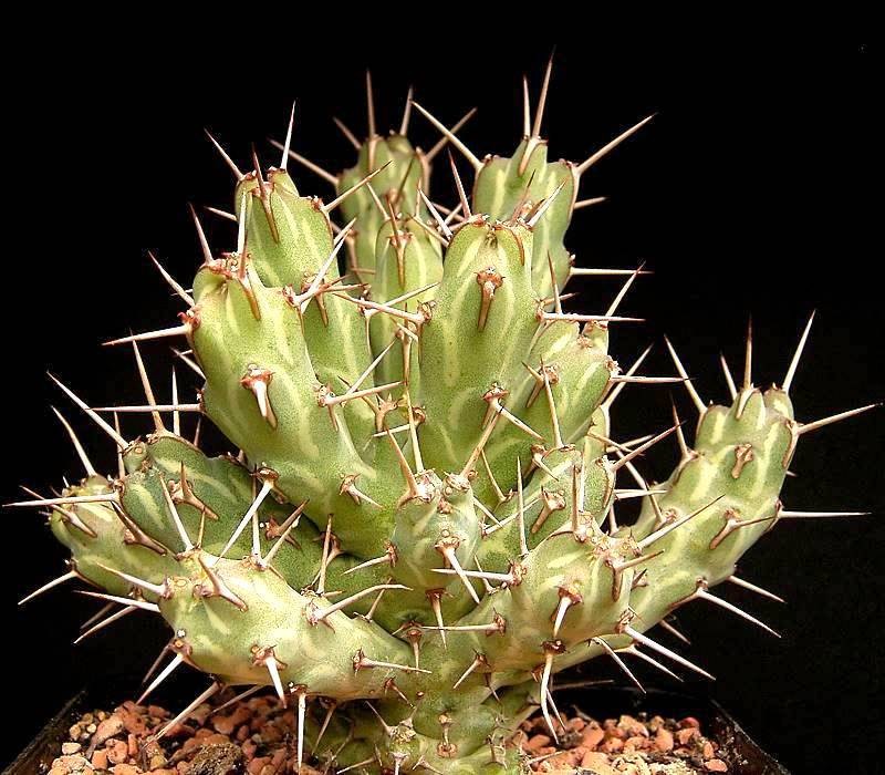 Euphorbia erigavensis photo 3