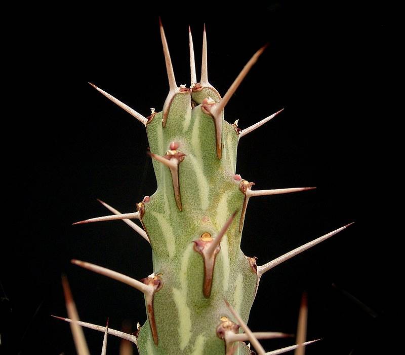Euphorbia erigavensis photo 4
