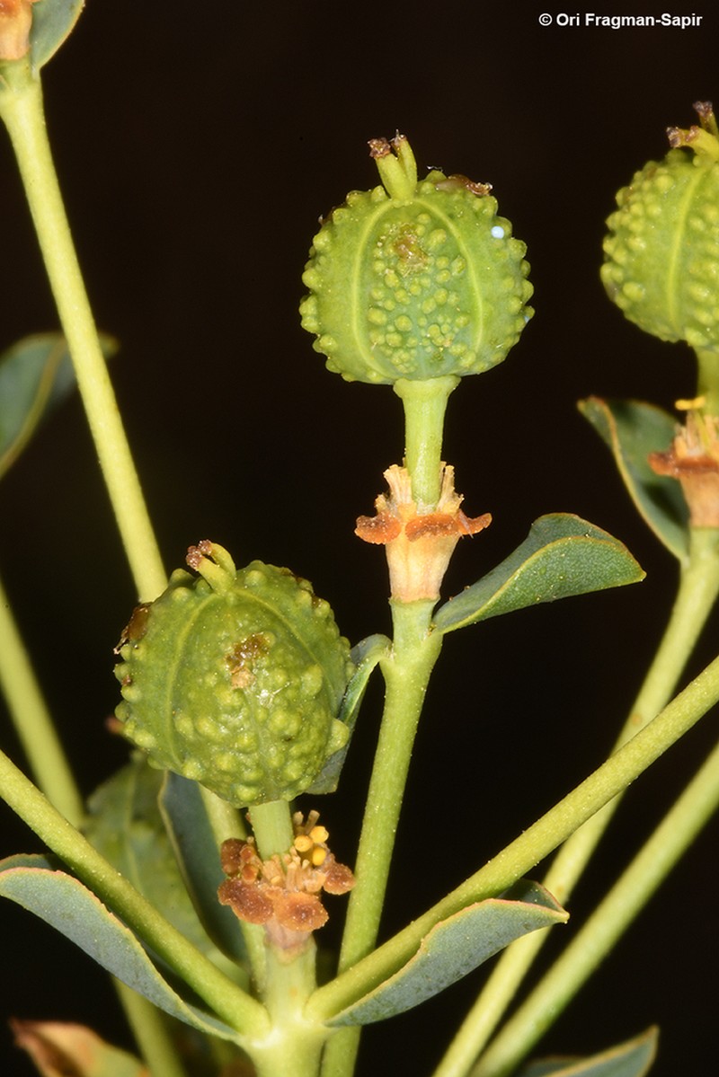 Euphorbia erinacea