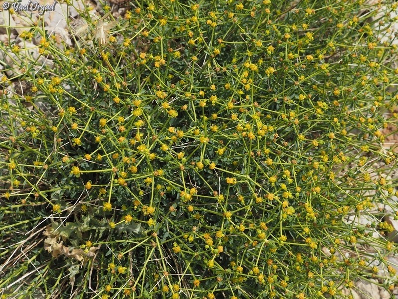 Euphorbia erinacea photo 2