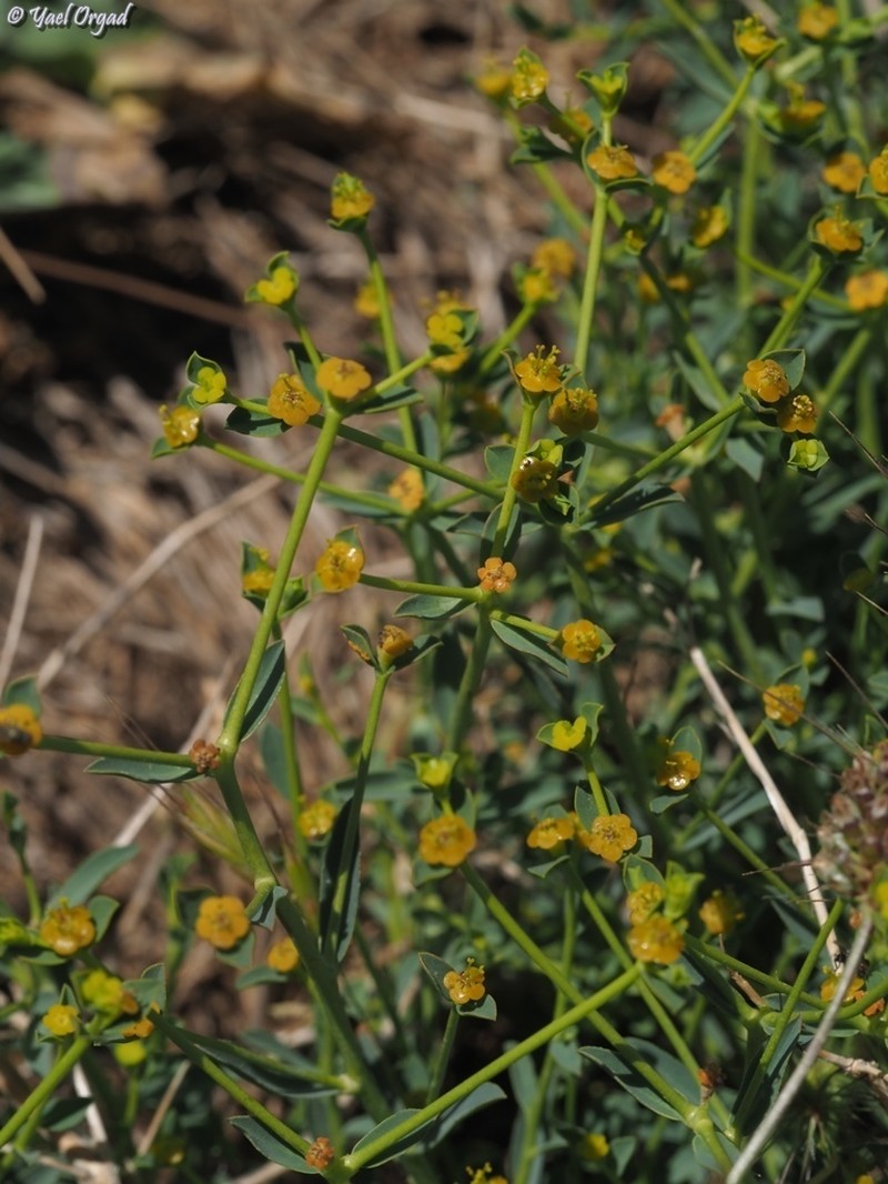 Euphorbia erinacea photo 3