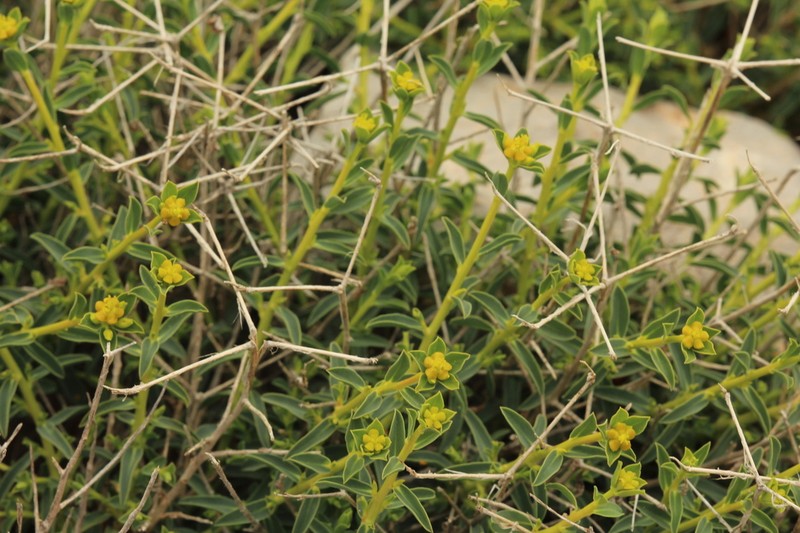 Euphorbia erinacea photo 4