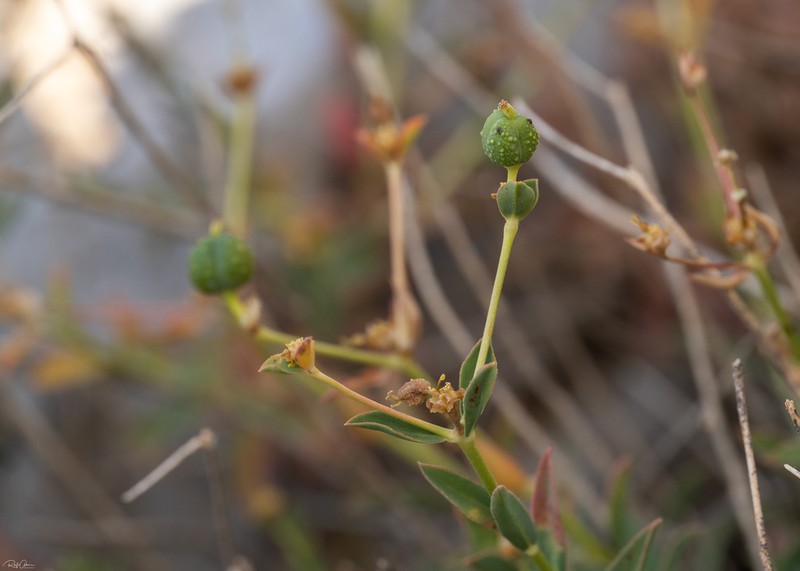 Euphorbia erinacea photo 5