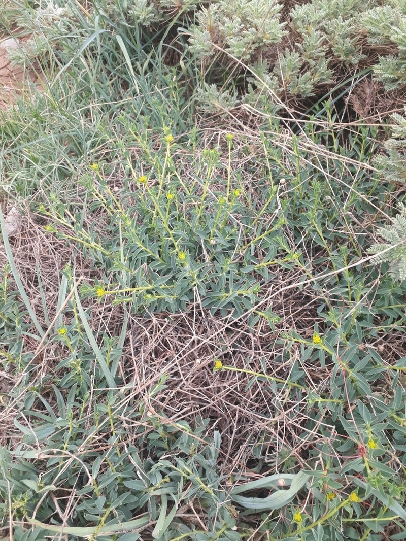 Euphorbia erinacea photo 7