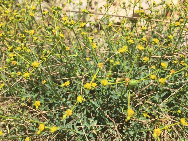 Euphorbia erinacea photo 8
