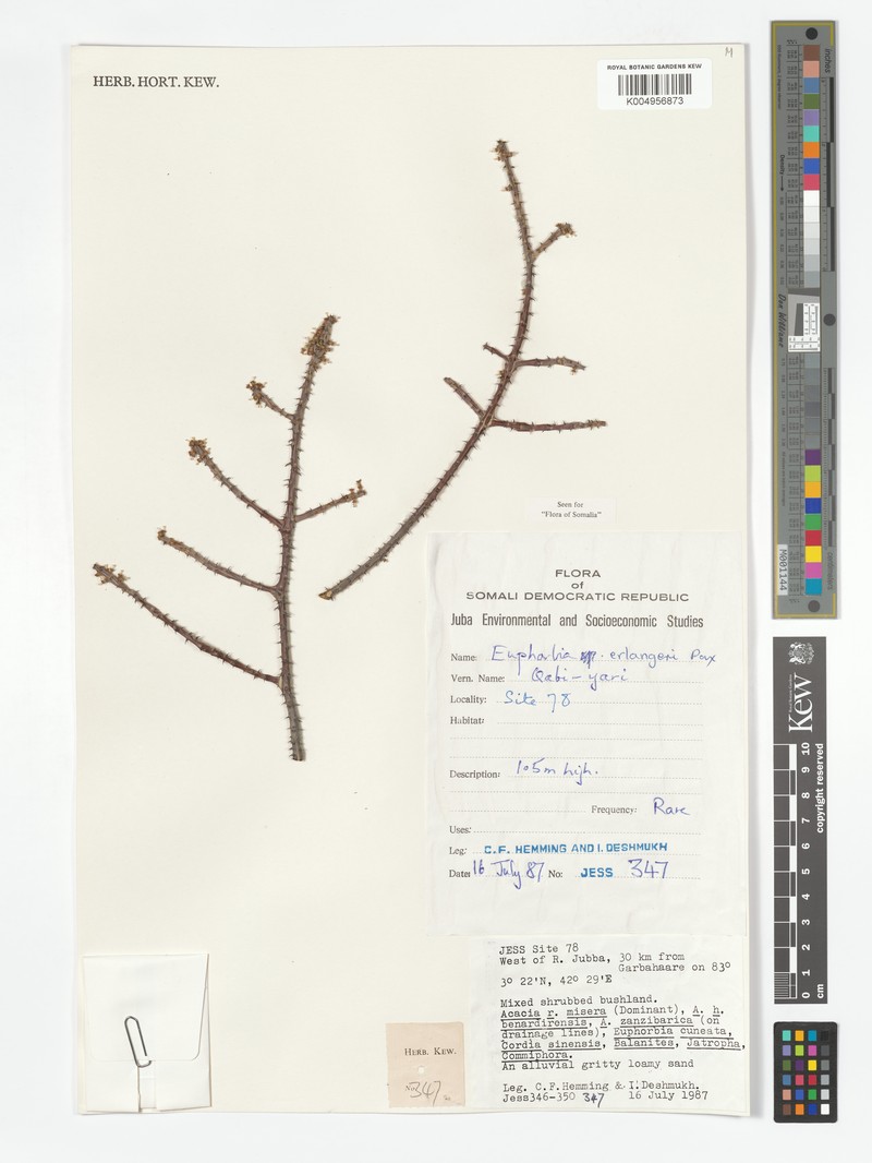 Euphorbia erlangeri