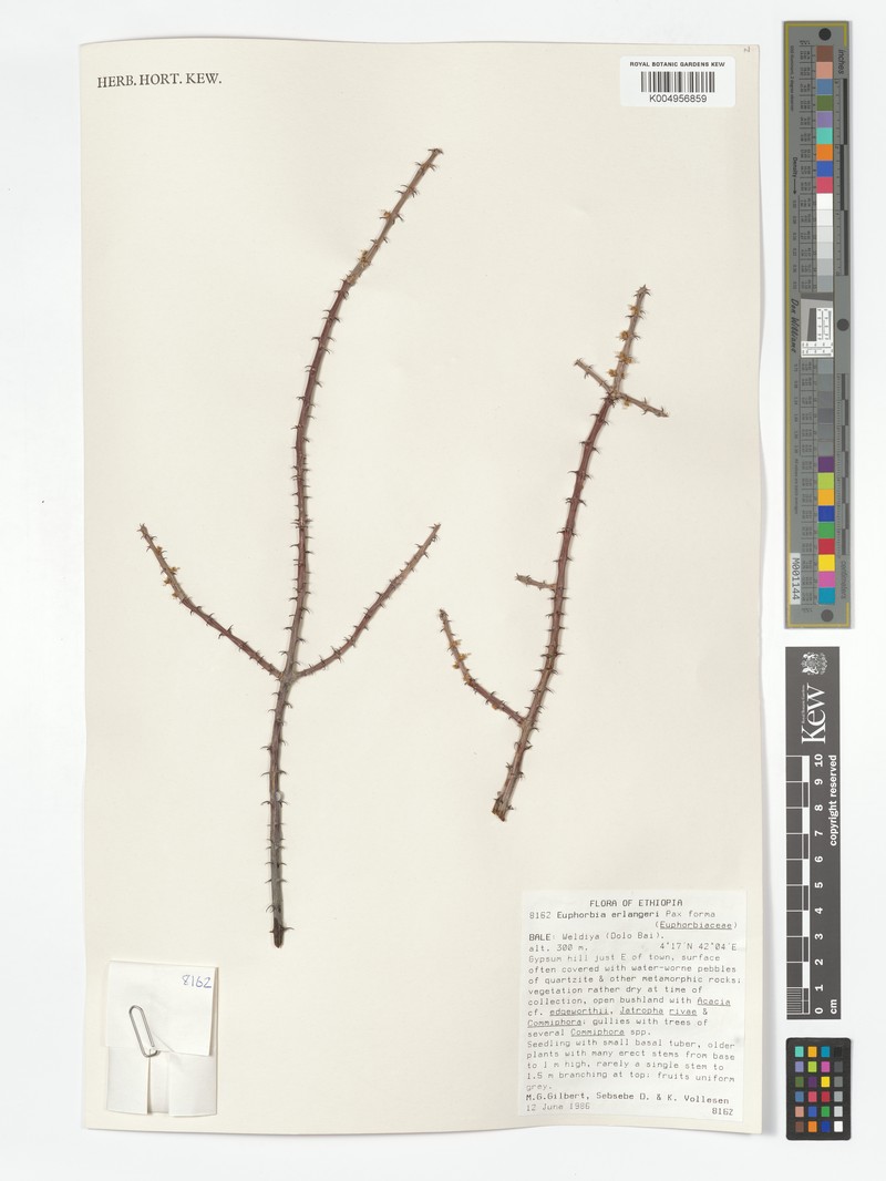 Euphorbia erlangeri photo 3