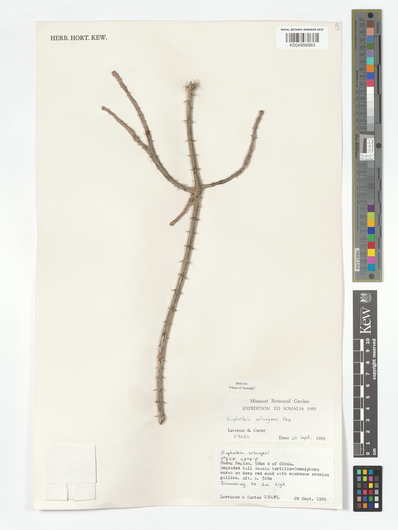 Euphorbia erlangeri photo 5