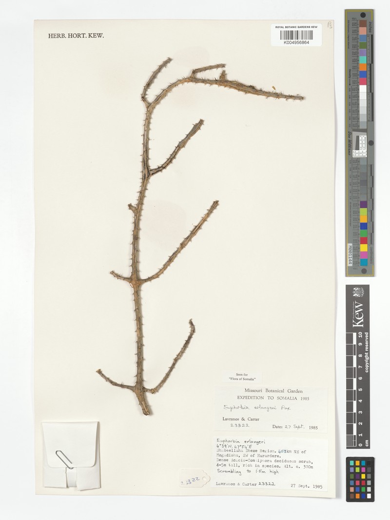 Euphorbia erlangeri photo 6