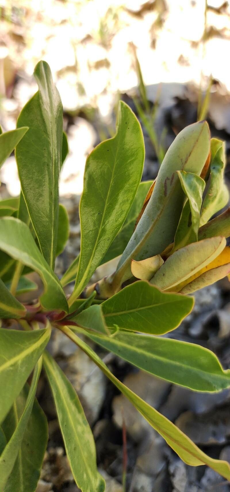 Euphorbia erubescens