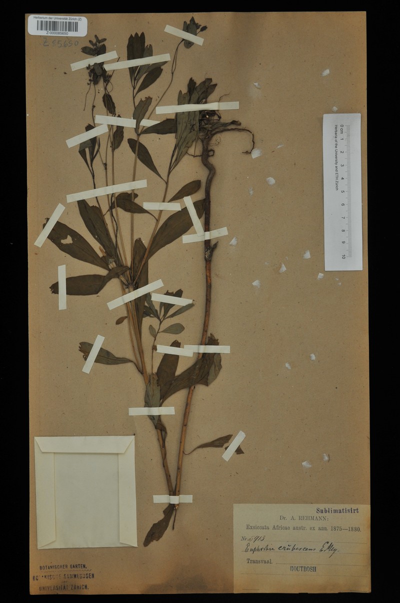 Euphorbia erubescens photo 2