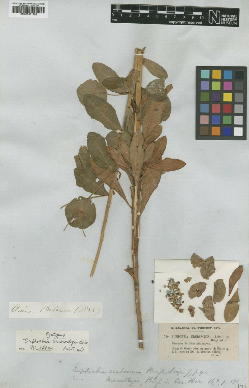 Euphorbia erubescens photo 3