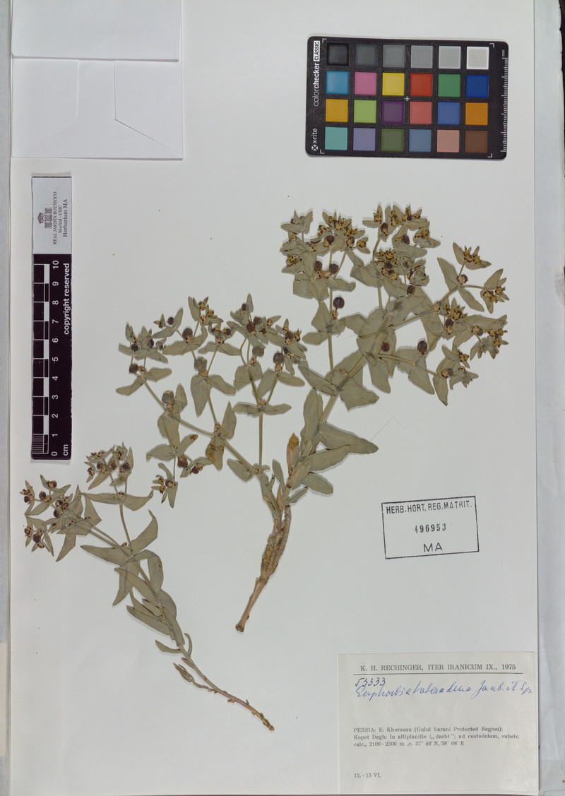 Euphorbia erythradenia