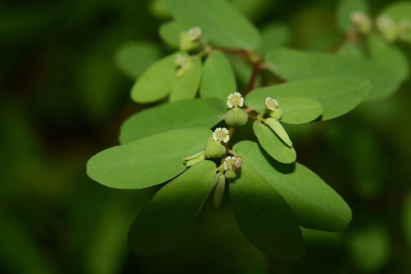Euphorbia erythroclada photo 2