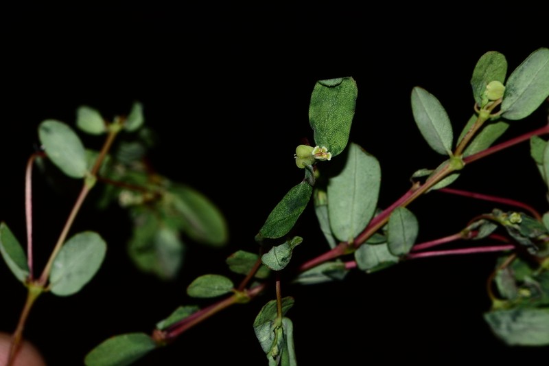 Euphorbia erythroclada photo 3