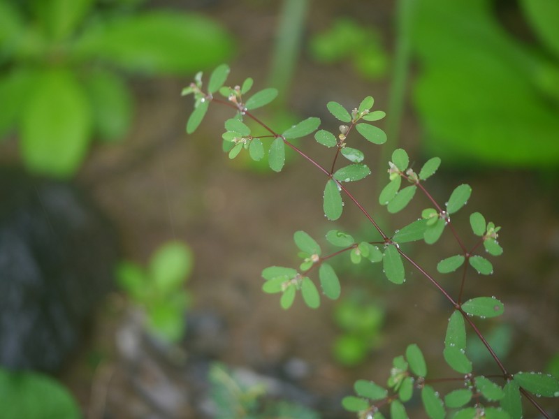 Euphorbia erythroclada photo 4