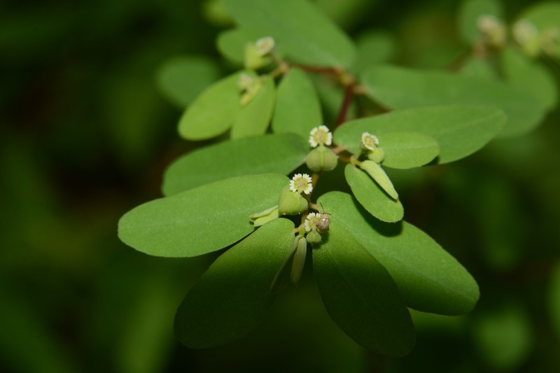 Euphorbia erythroclada photo 5