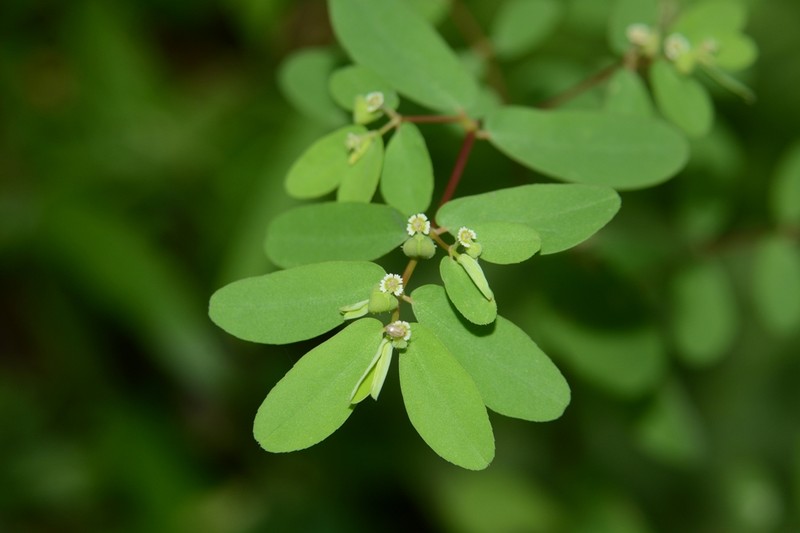 Euphorbia erythroclada