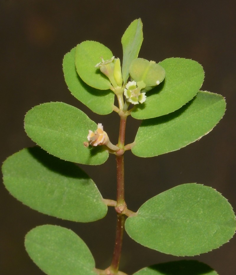 Euphorbia erythroclada photo 6