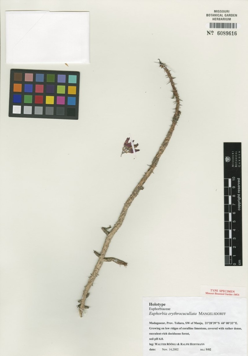Euphorbia erythrocucullata photo 2