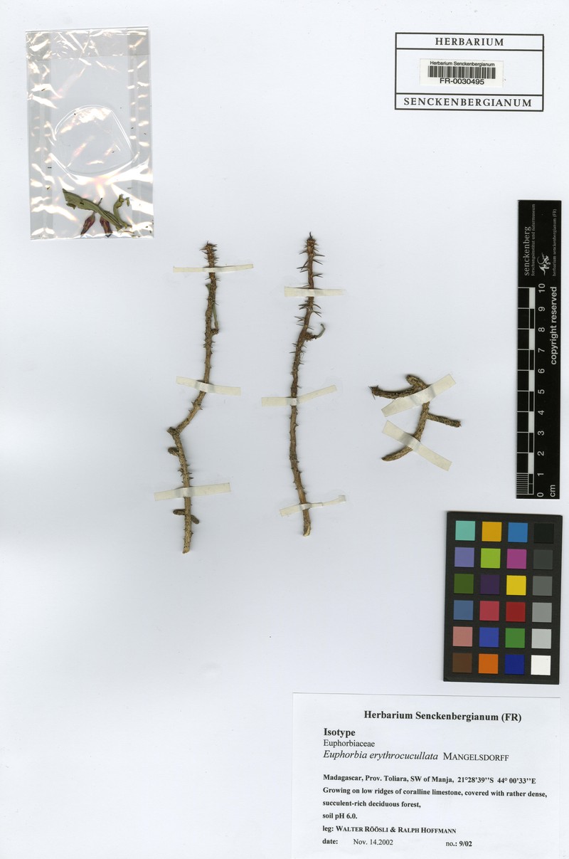 Euphorbia erythrocucullata photo 3
