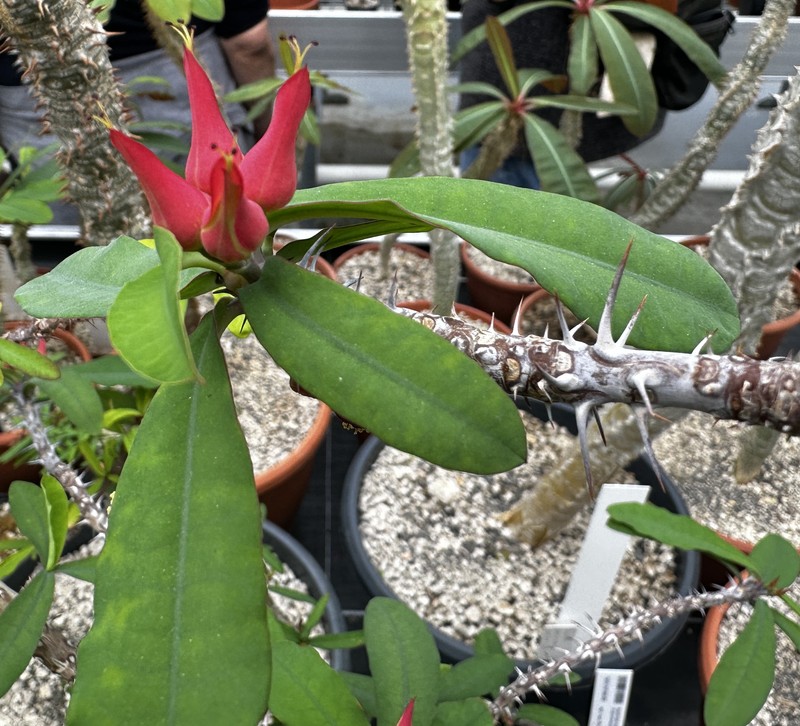 Euphorbia erythrocucullata