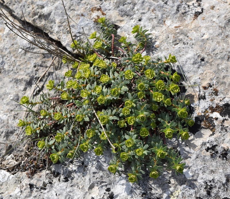 Euphorbia erythrodon photo 2