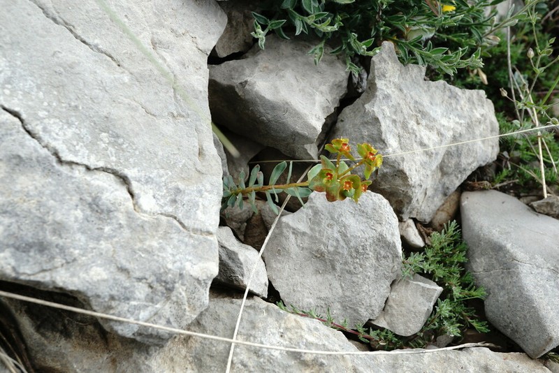 Euphorbia erythrodon photo 3