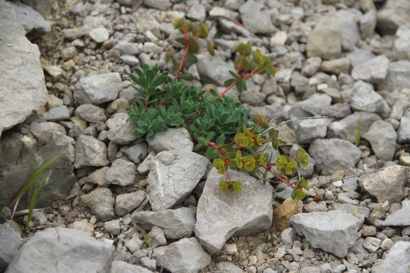 Euphorbia erythrodon photo 4
