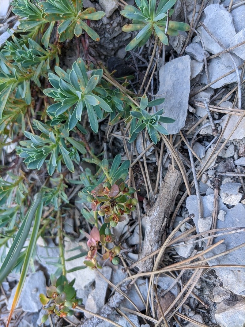 Euphorbia erythrodon photo 5