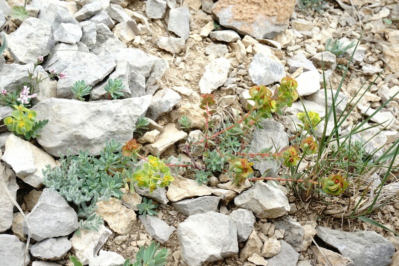 Euphorbia erythrodon photo 6