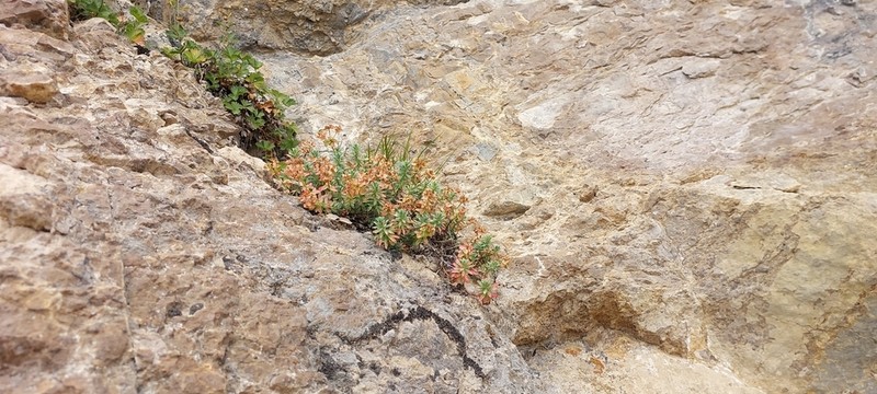 Euphorbia erythrodon photo 7