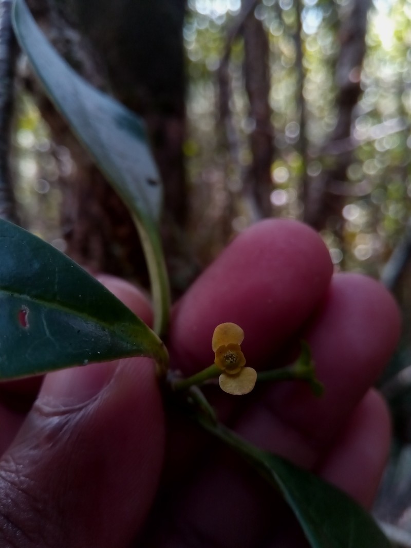 Euphorbia erythroxyloides