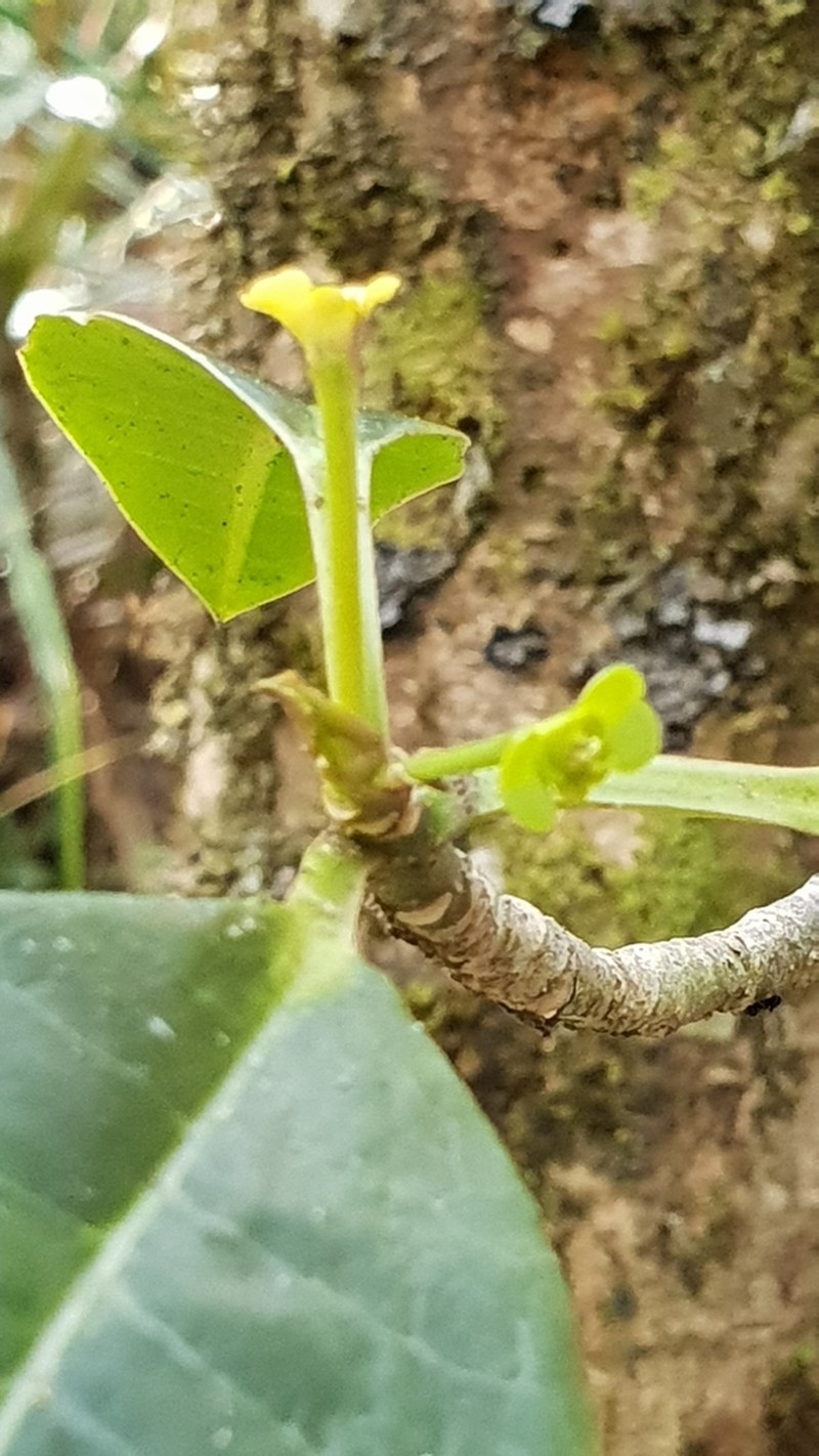 Euphorbia erythroxyloides photo 3