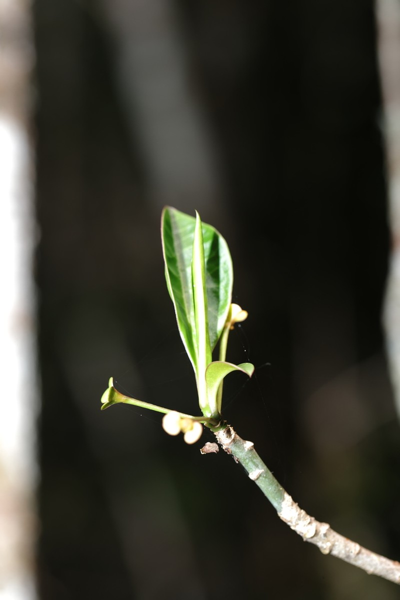 Euphorbia erythroxyloides photo 4
