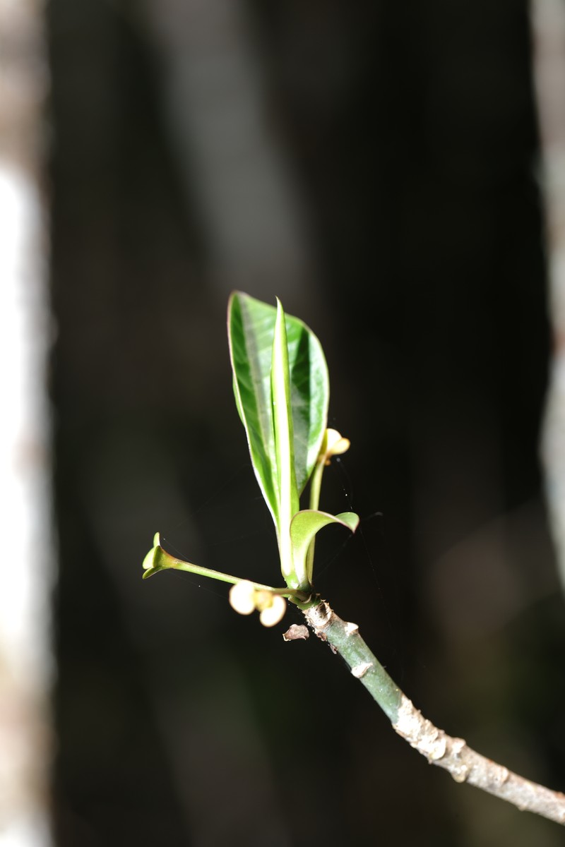 Euphorbia erythroxyloides photo 6
