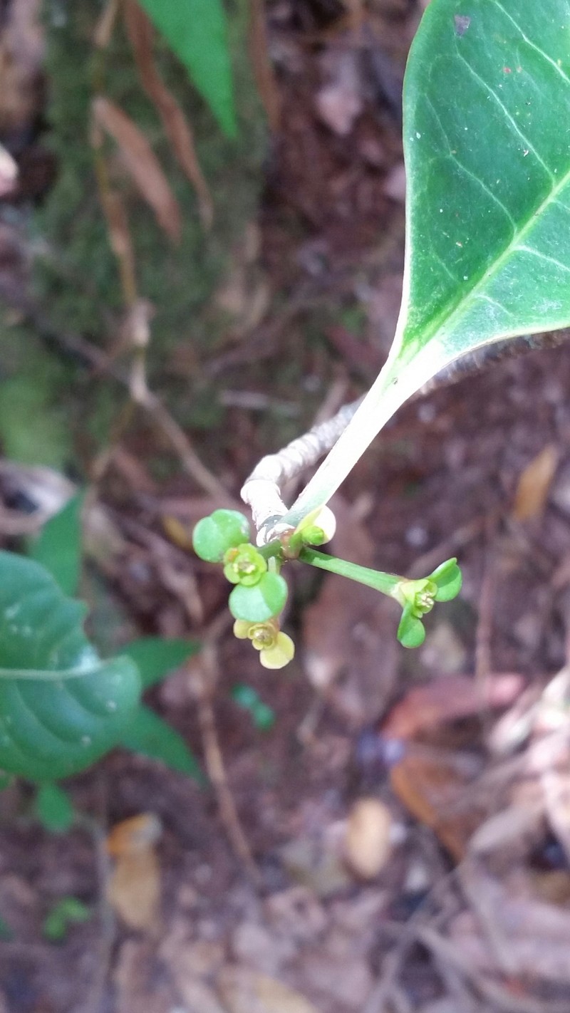 Euphorbia erythroxyloides photo 7