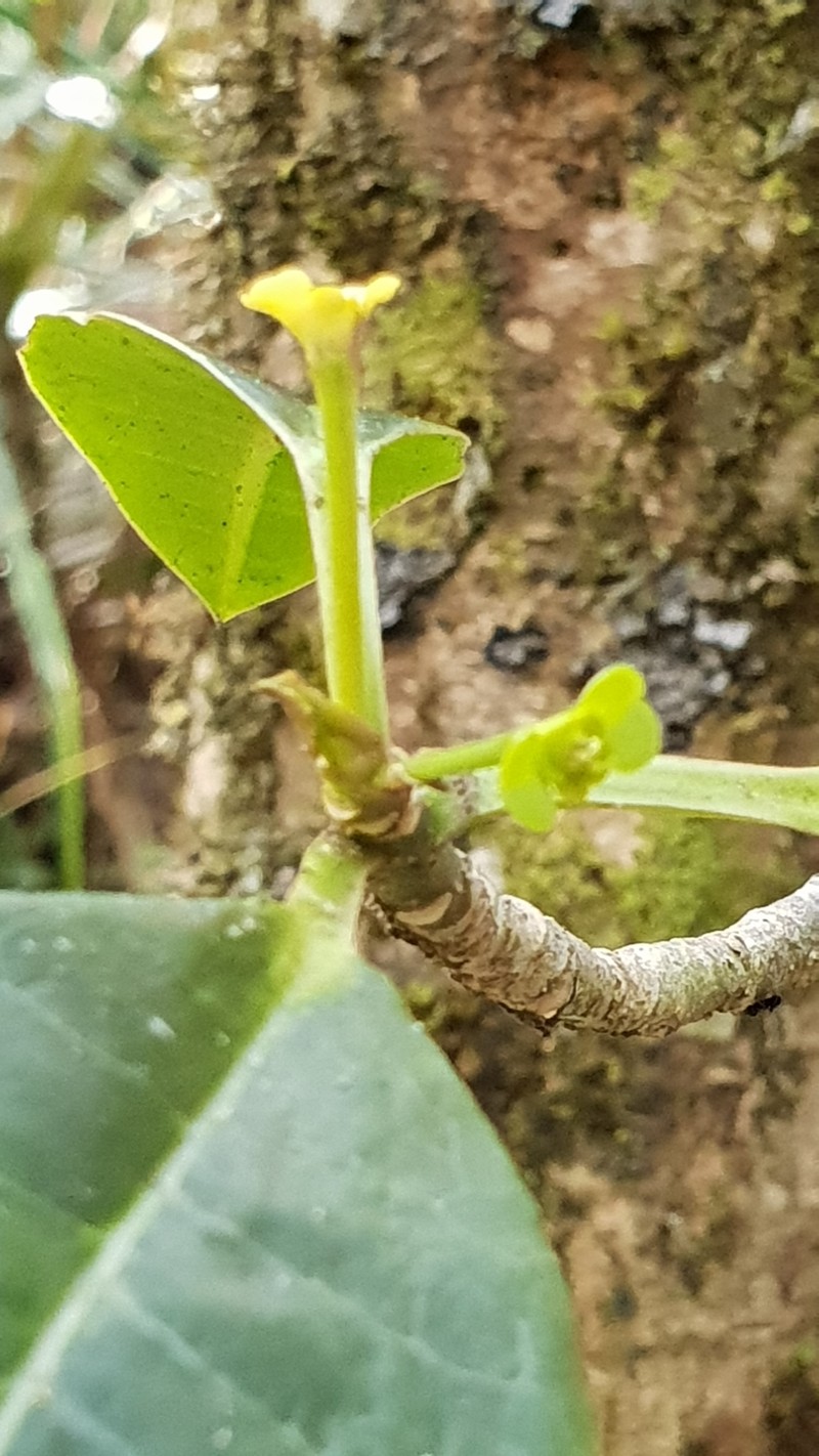 Euphorbia erythroxyloides photo 8