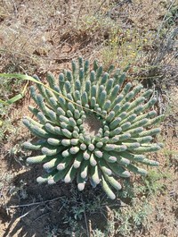 Euphorbia esculenta