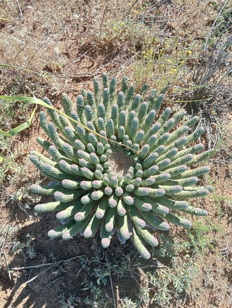 Euphorbia esculenta