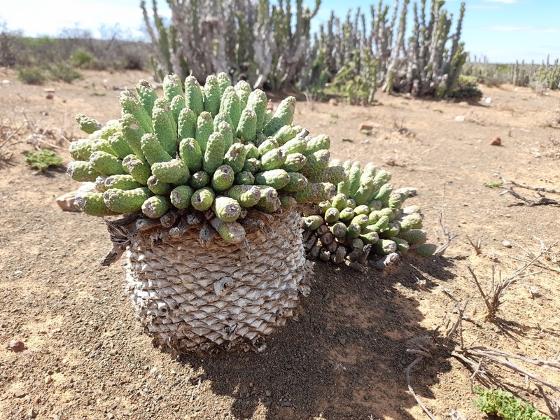 Euphorbia esculenta photo 2