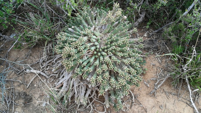 Euphorbia esculenta photo 3