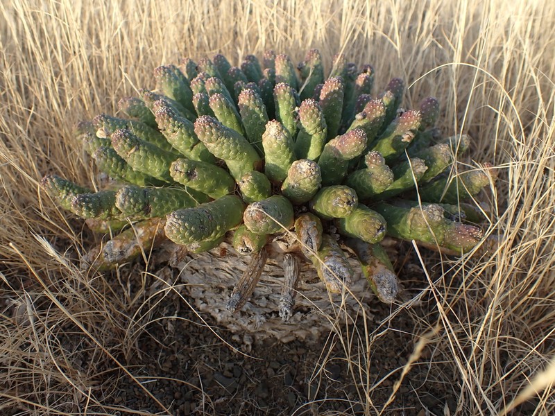 Euphorbia esculenta photo 4