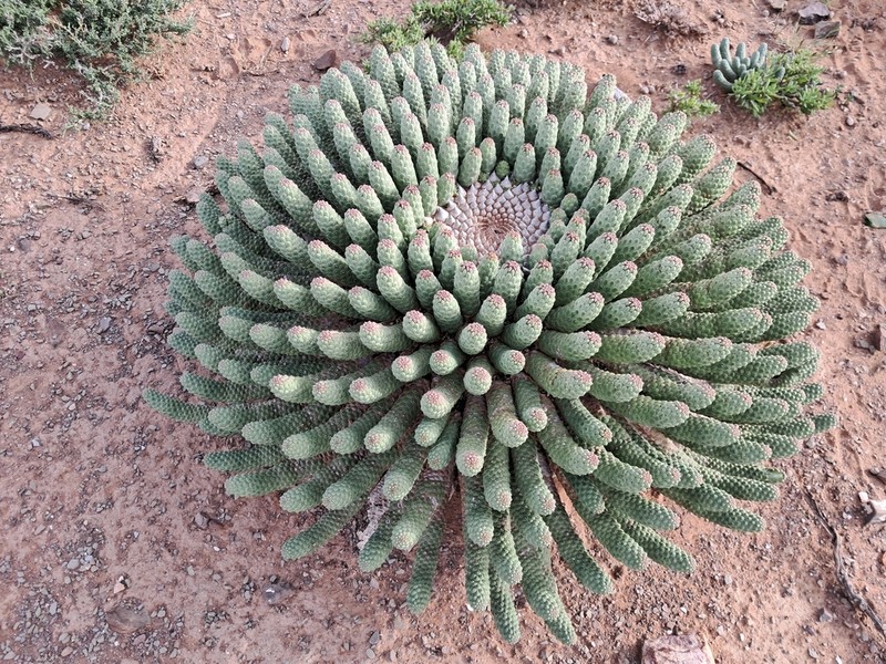 Euphorbia esculenta photo 5