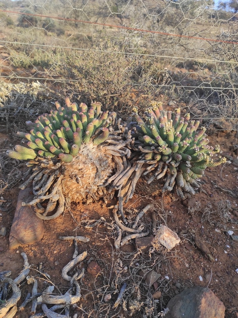 Euphorbia esculenta photo 6
