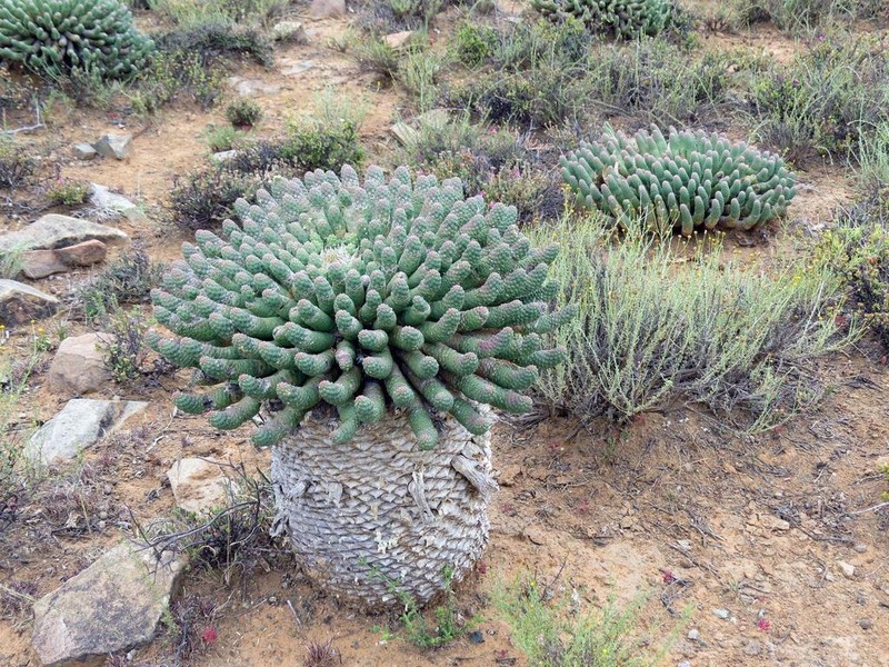 Euphorbia esculenta photo 7