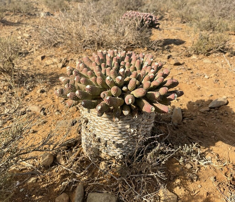 Euphorbia esculenta photo 8