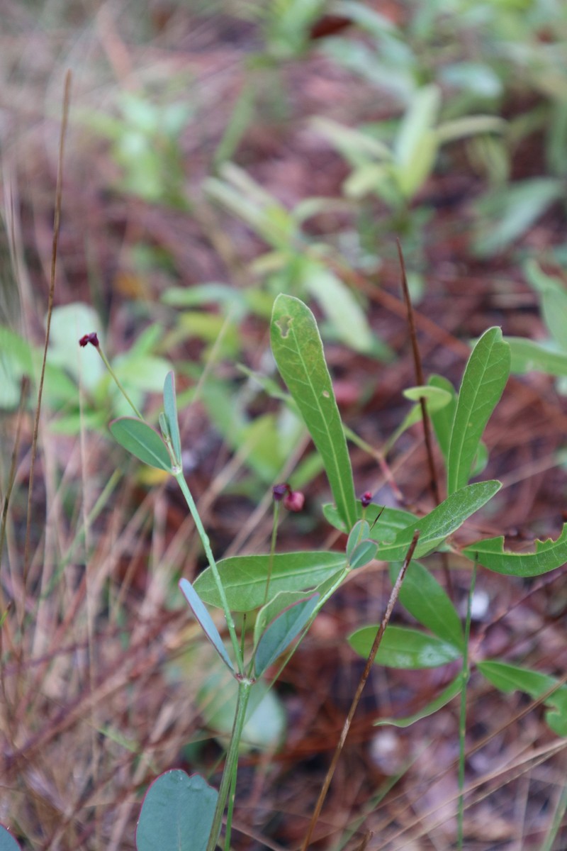 Coastal Sand Spurge