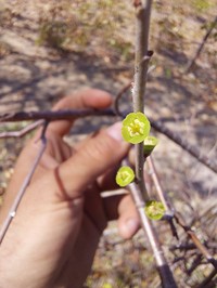 Euphorbia espinosa