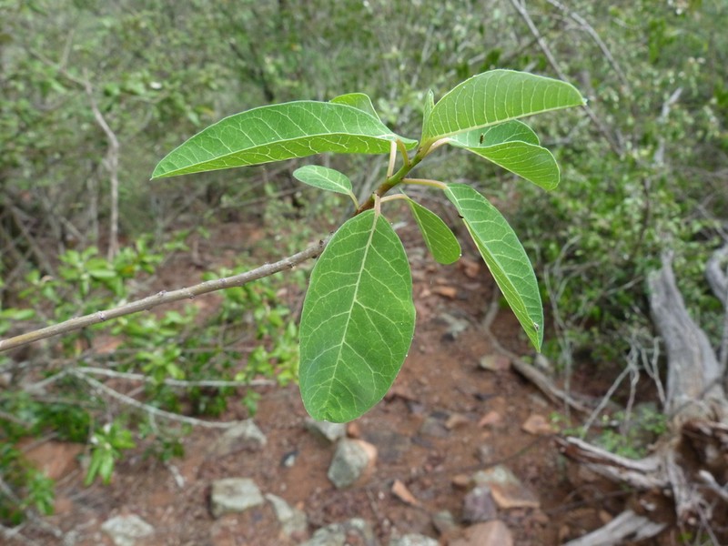 Euphorbia espinosa photo 3